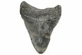 3.29" Fossil Megalodon Tooth - South Carolina - #168326-1